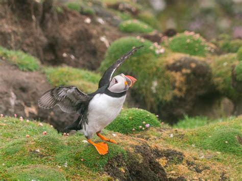 Antarctica: where to find the best wildlife encounters | World Ex