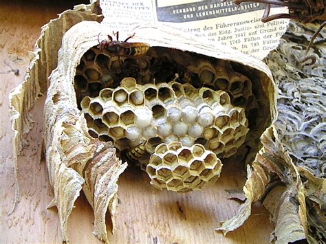 Interesting Facts About Hornets: Large Wasps With Paper Nests | Dengarden