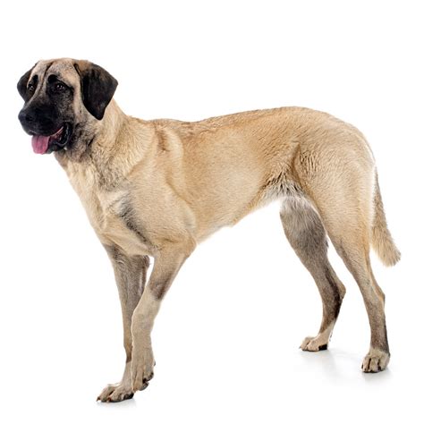 Kangal Dog