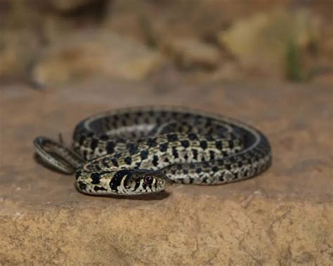 Checkered Garter Snake - Facts, Diet, Habitat & Pictures on Animalia.bio