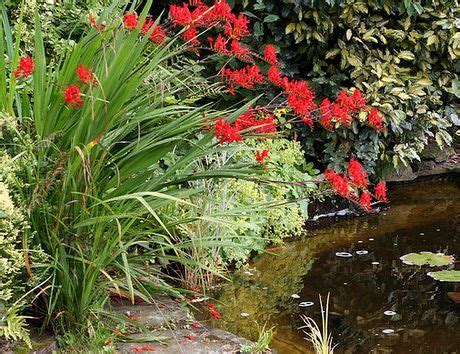 Crocosmia Plant Growing & Care Guide for Gardeners