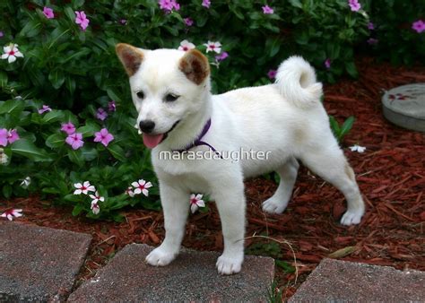 Cream Shiba Inu Puppy For Sale - Get Images