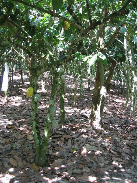 Intensively managed Cocoa plantation (15 years old, 2005) at transect ...