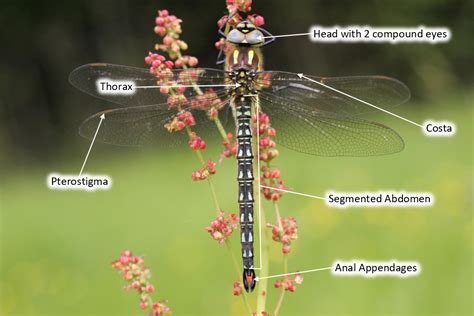 Dragonfly & Damselfly Biology - National Biodiversity Data Centre