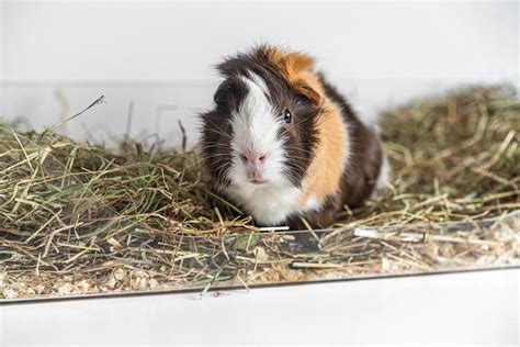 Blog: Guinea Pig Hay Trays: The Ultimate Guide