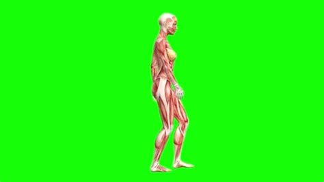 3D female muscles anatomy walking on gre... | Stock Video | Pond5