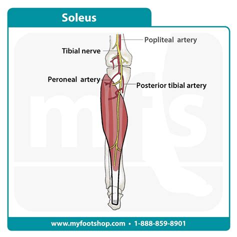 Soleus Muscle | Lower extremity anatomy | MyFootShop.com