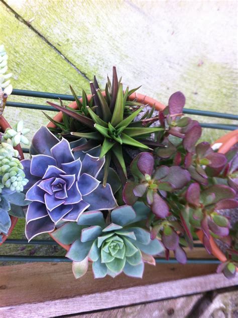 Cute succulents. Succulent Arrangements, Cacti And Succulents, Cactus ...