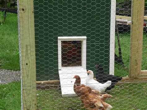 Timer Operated Automatic Chicken Coop Door Opener ...