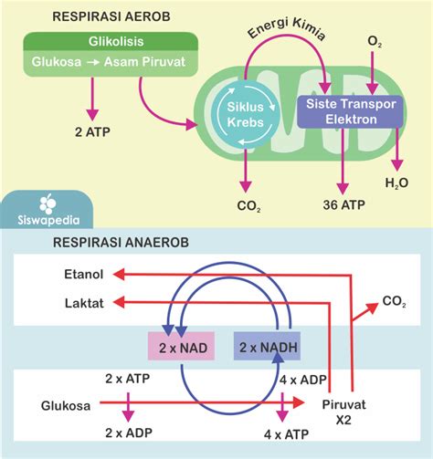 Perbedaan Respirasi Aerob Dan Anaerob