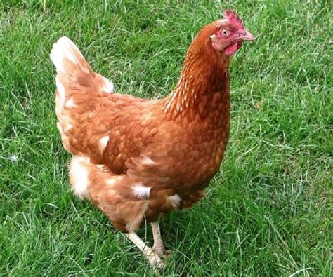 Rhode Island Red Hens Lay A Lot of Eggs | Best Farm Animals