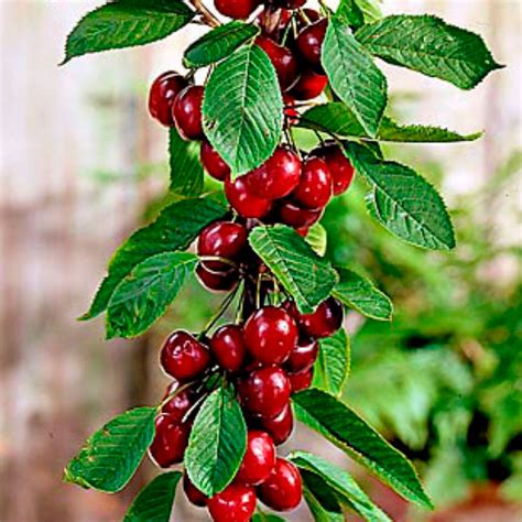 Buy Columnar cherry tree ‘Sylvia‘ - Hardy plant | Bakker.com