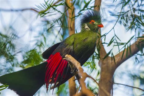 Turaco - A-Z Animals