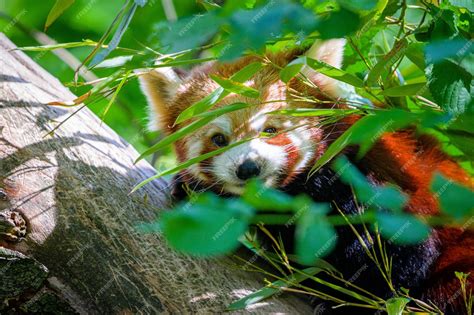 Premium Photo | Red panda in forest red panda lying on the tree with ...