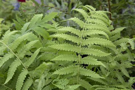 Matteuccia struthiopteris - BBC Gardeners World Magazine