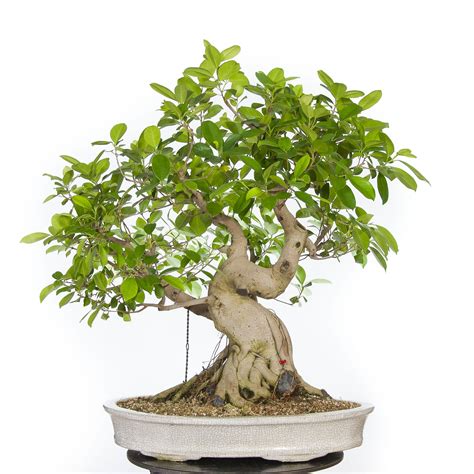 Bonsai Ficus Retusa