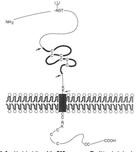 Figure 21 from Reconstitution of a Juxtacrine Signaling Pathway by DNA-Programmed Cell Assembly ...