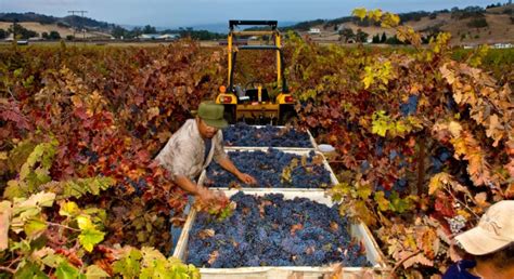 Outstanding quality reported for 2021 wine grape harvest - Morning Ag Clips