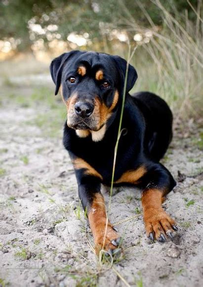 Rottweiler Lab Mix: Rottador dog Facts | Black Labrador Dog ...