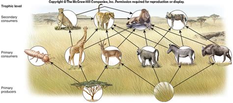 Food Web and Symbiotic Relationships - The Grasslands