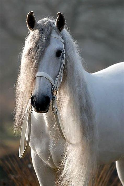 andalusian | White horses, Horses, Pretty horses