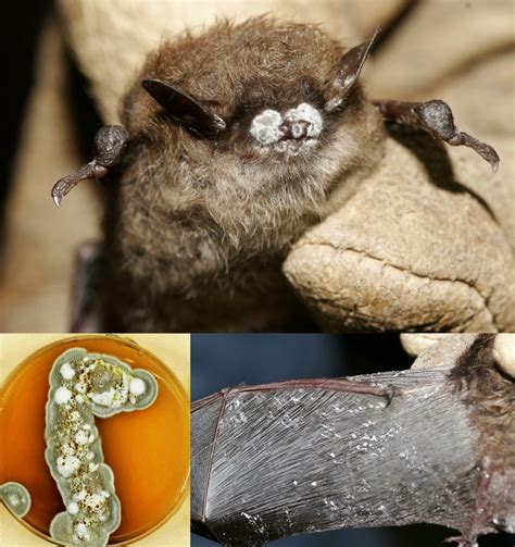 5.6 White-Nose Syndrome in North Americans Bats – Environmental ScienceBites