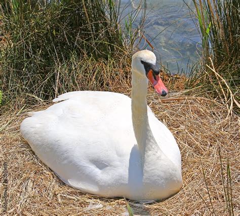 elegant Swan while hatching an egg next to the pool Stock Photo | Adobe Stock