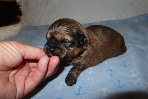 Shih Poo Breeders & Puppies for Sale in Grand Rapids MI at Pride’s Puppies