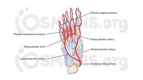 Plantar Foot Anatomy Nerves