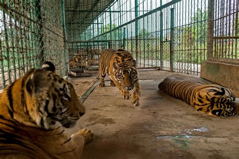 亞洲老虎農場把瀕危動物端上餐桌 - 紐約時報中文網