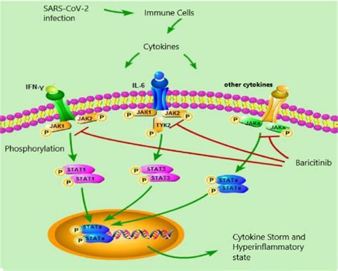 Schematic representation mechanism of action Baricitinib: SARS-CoV-2 ...