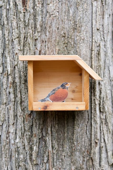 American Robin Open nest box | Etsy