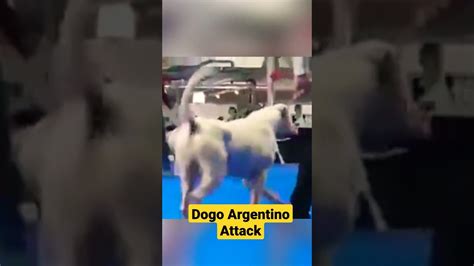 Dogo Argentino attacks another dog during a dog show - YouTube