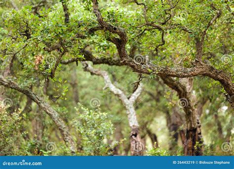 Cork tree forest stock image. Image of cork, nature, green - 26443219