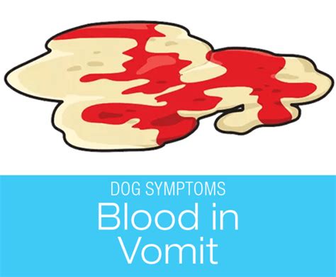 Blood in Dog Vomit: Symptoms to Watch for in Your Dog