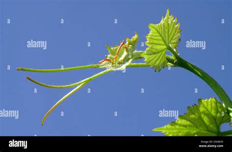 grape-vine, vine (Vitis vinifera), tendril of a vine plant. NOT ...