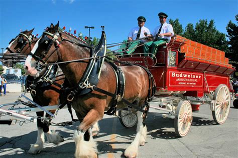 Budweiser Clydesdales Beer Wagon from the Ohio State Fair : r/Ohio