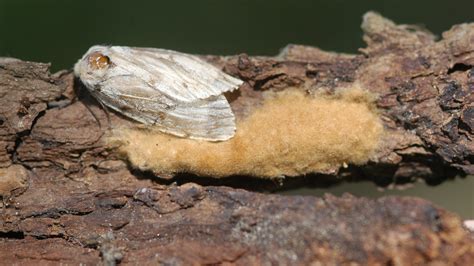 Gypsy Moth Egg Masses on Cary Institute Grounds