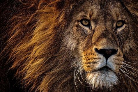 How Strong Are Lions? (Answered) - Wildlife Informer