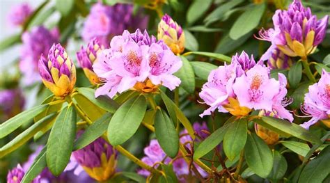 14 Tips For Beautiful Blooming Rhododendrons This Season