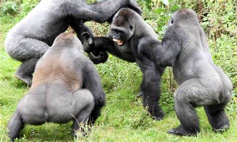 Devon schoolboy captures moment gorillas fight in battle over tomato | Daily Mail Online