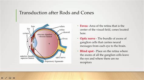 The Back Part of the Eye Where Transduction Occurs - Harper-has-French