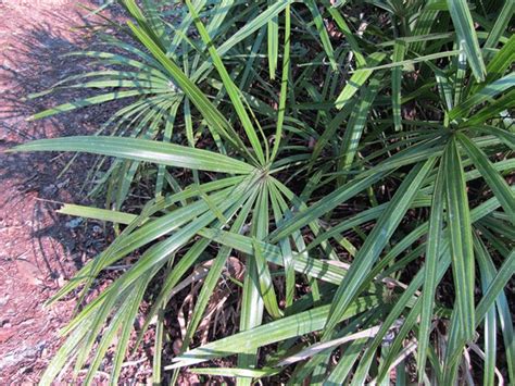 Needle Palm Tree Care - Tips On Growing Needle Palms In The Landscape | Gardening Know How