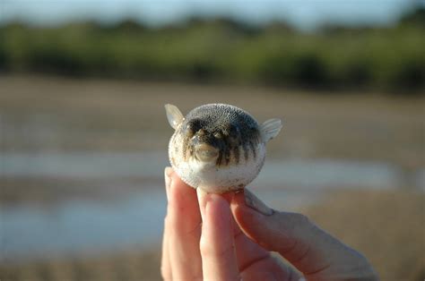 Pufferfish Care & Facts, Water conditions