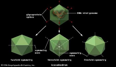 Virion | viral structure | Britannica.com