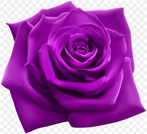 Rose Purple Pink Clip Art, PNG, 5000x4586px, Rose, Blue Rose, Color ...