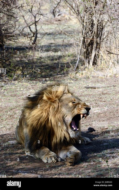 Madikwe Game Reserve Stock Photo - Alamy