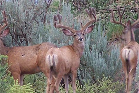 Colorado Mule Deer - Just For Hunting