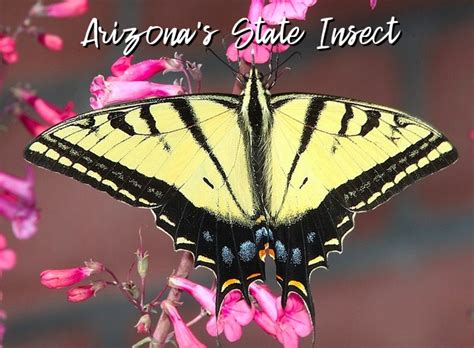 The State Insect of Arizona: The Two-Tailed Swallowtail Butterfly - HubPages