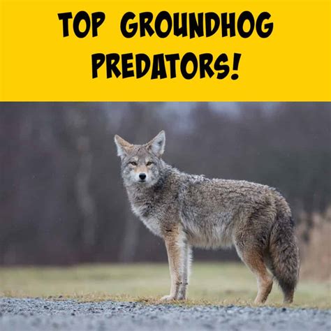 An Overview of Groundhog Predators - Squirrels at the Feeder